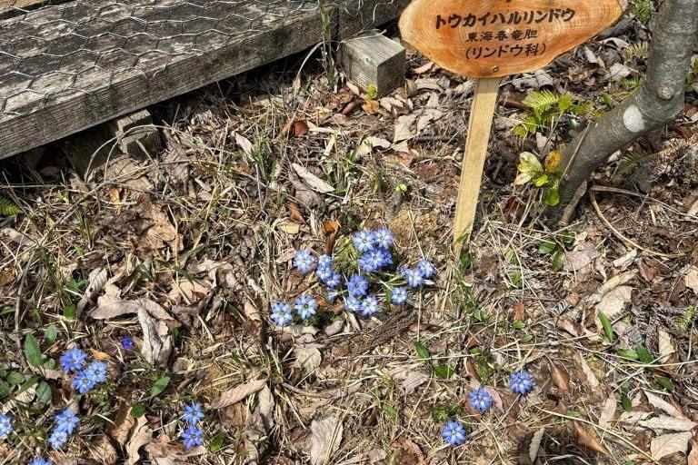 青く可憐なトウカイハルリンドウ