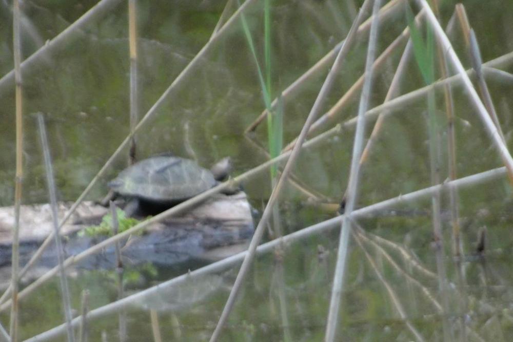 イシガメ（調整池、ピント合ってませんが）