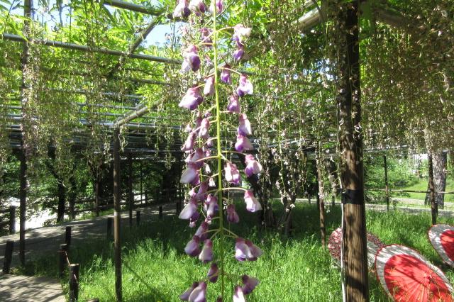 石英と方解石の花 ハニーカラーカルサイト/方解石 原石 鉱物 標本 宝石 鉱石