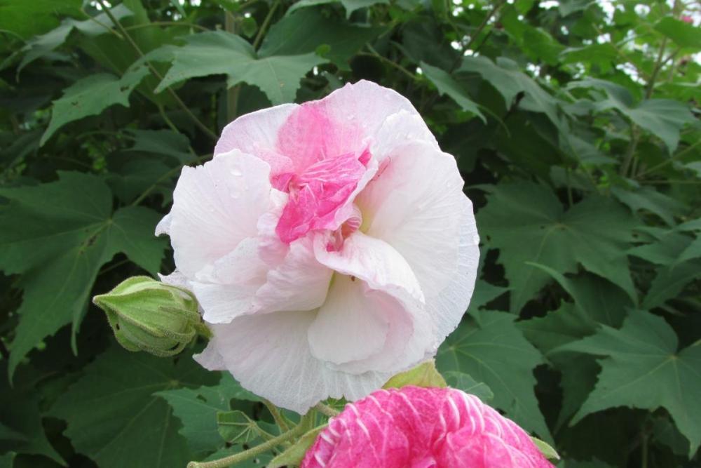 1日の中で色が変わる 酔芙蓉の開花情報 新着情報 奥殿陣屋 岡崎おでかけナビ 岡崎市観光協会公式サイト