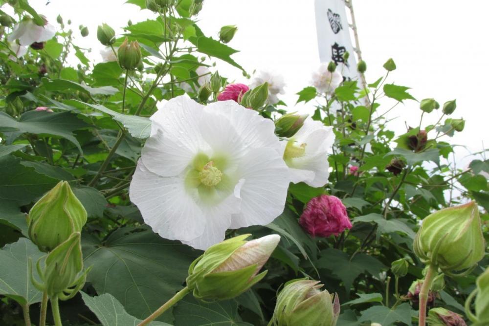 1日の中で色が変わる 酔芙蓉の開花情報 新着情報 奥殿陣屋 岡崎おでかけナビ 岡崎市観光協会公式サイト