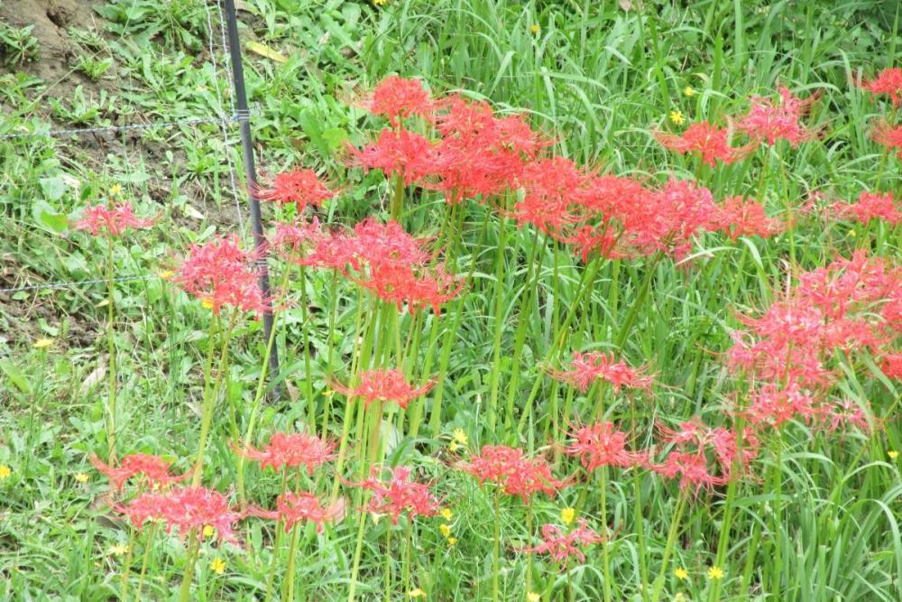 1日の中で色が変わる 酔芙蓉の開花情報 新着情報 奥殿陣屋 岡崎おでかけナビ 岡崎市観光協会公式サイト