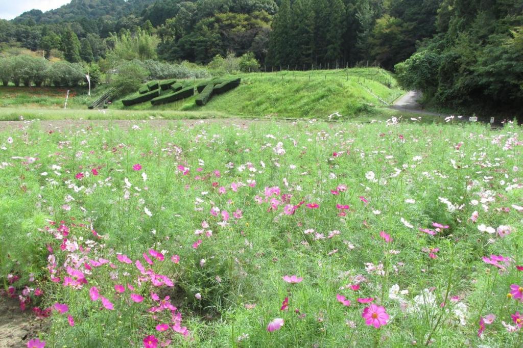 もう少し起き上がってくれれば・・・