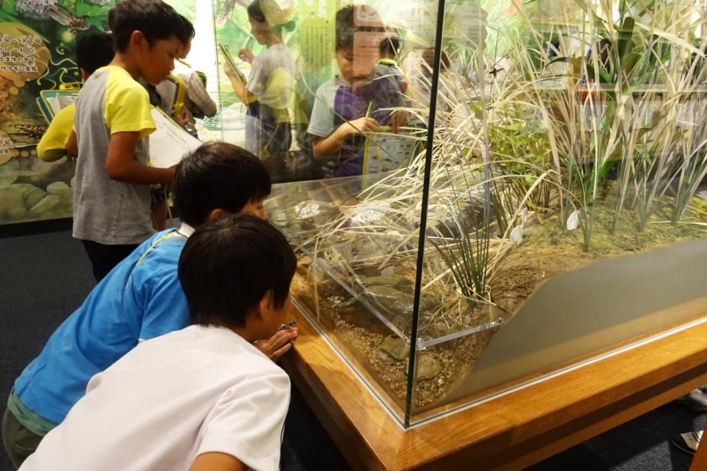 鳥川の生き物を展示で学びます