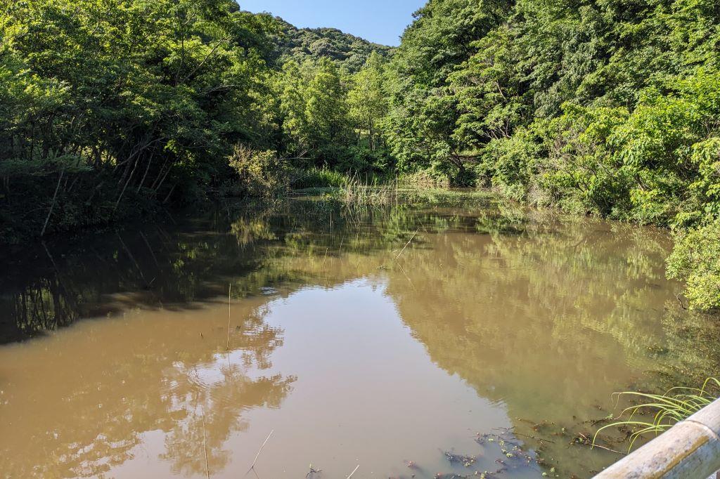 現在の調整池の様子（奥の方にオオフサモが繁茂しています）