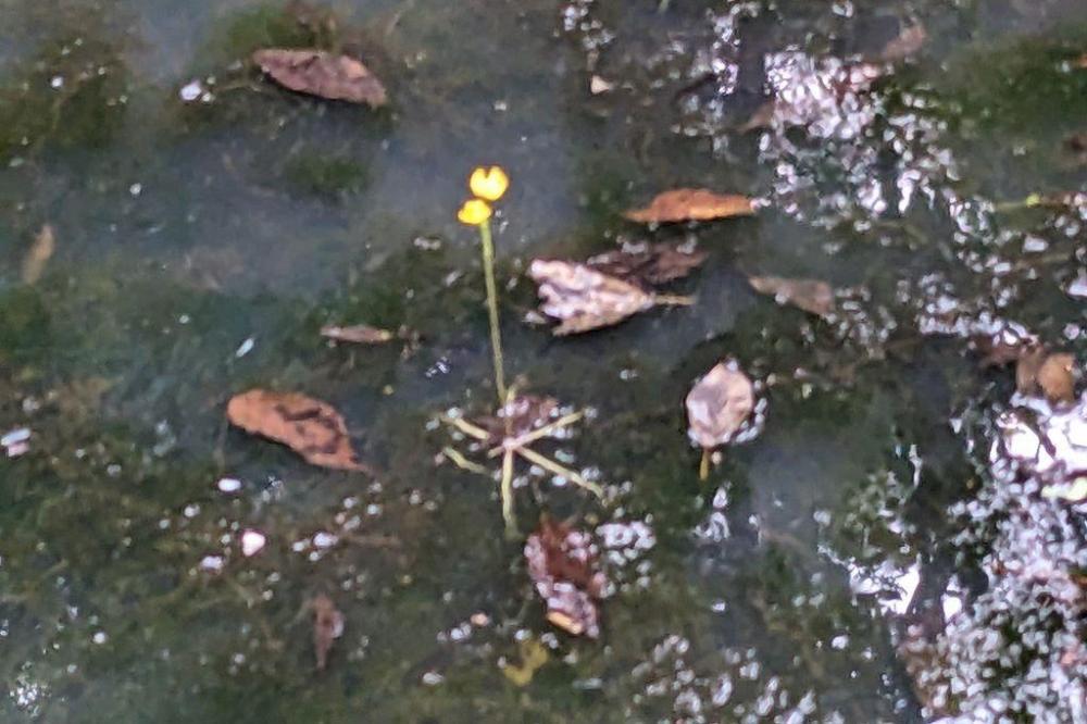 特定外来生物エフクレタヌキモの妖艶な花