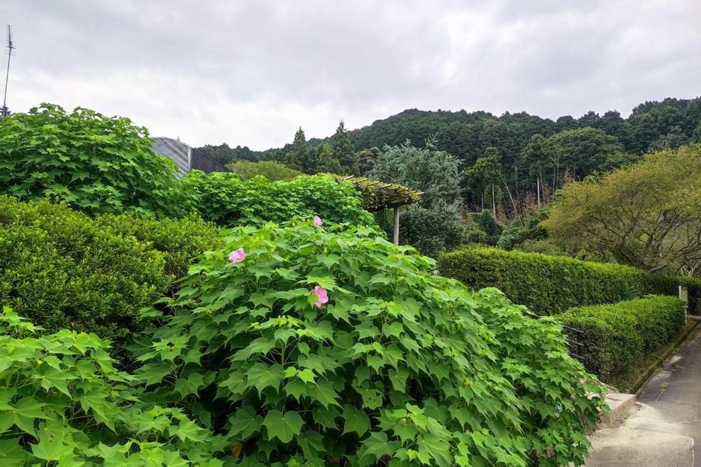 こちらの芙蓉は１日ピンク色です