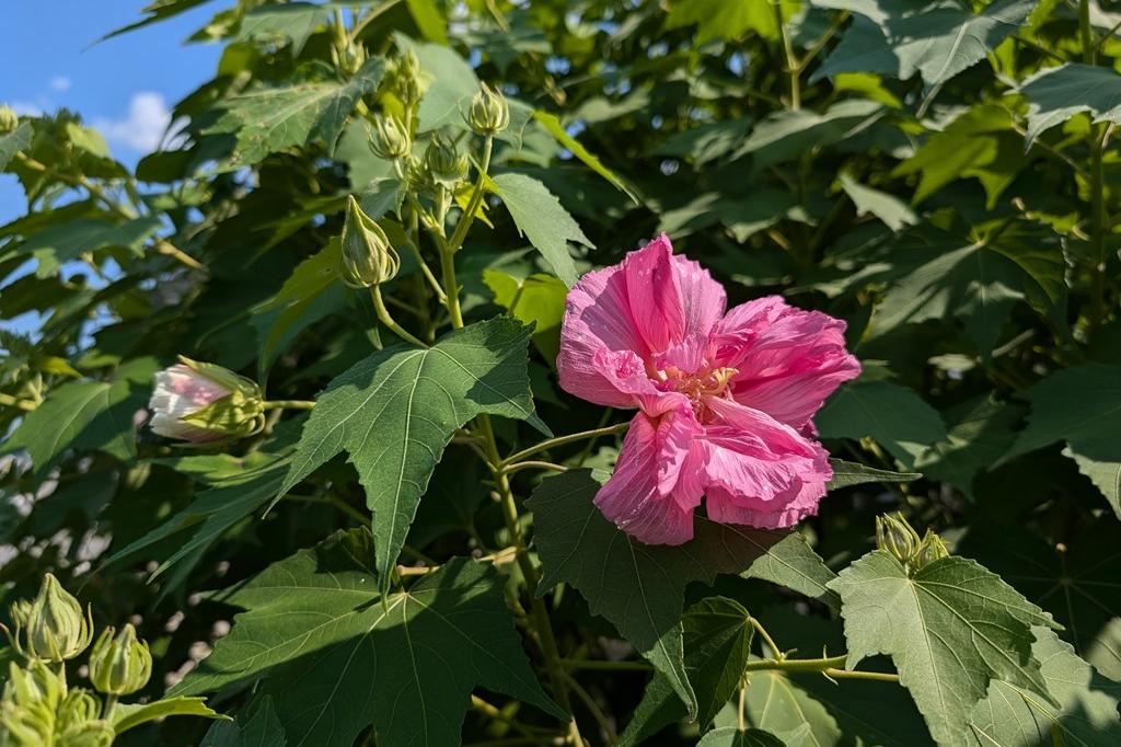 午後の酔芙蓉です