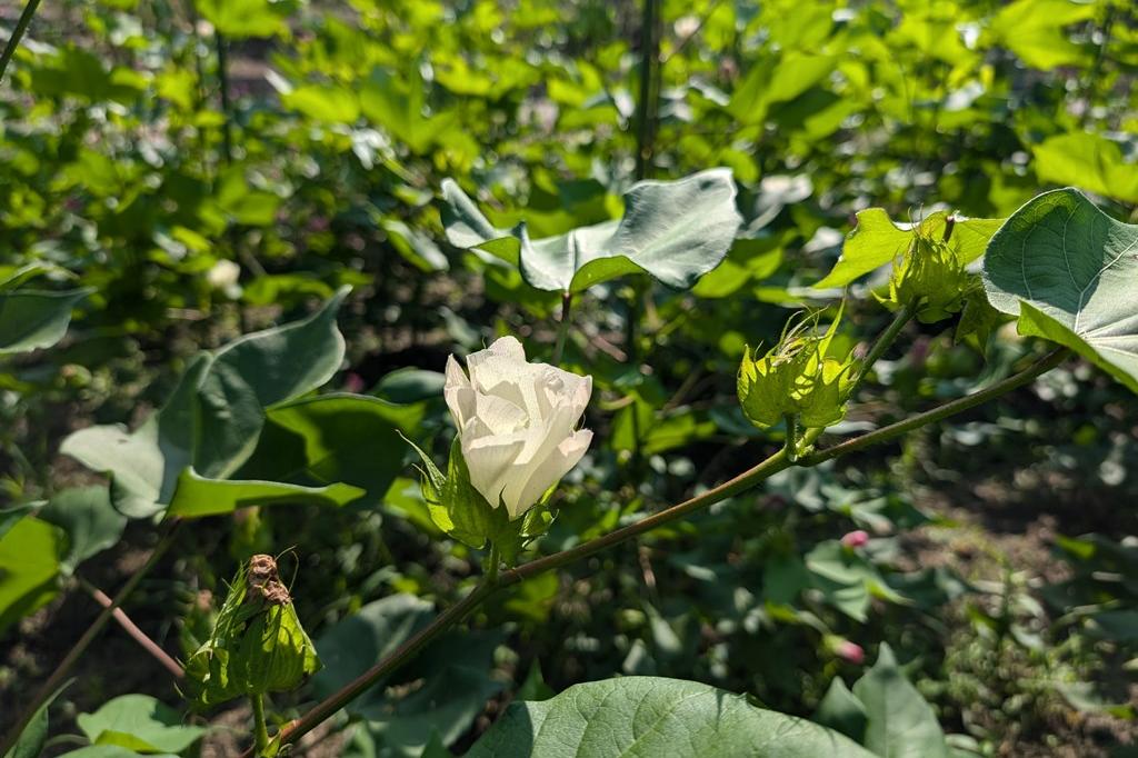 綿の花