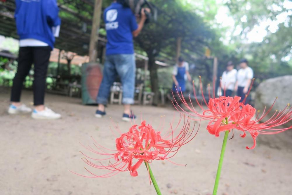 彼岸花が綺麗でした☆