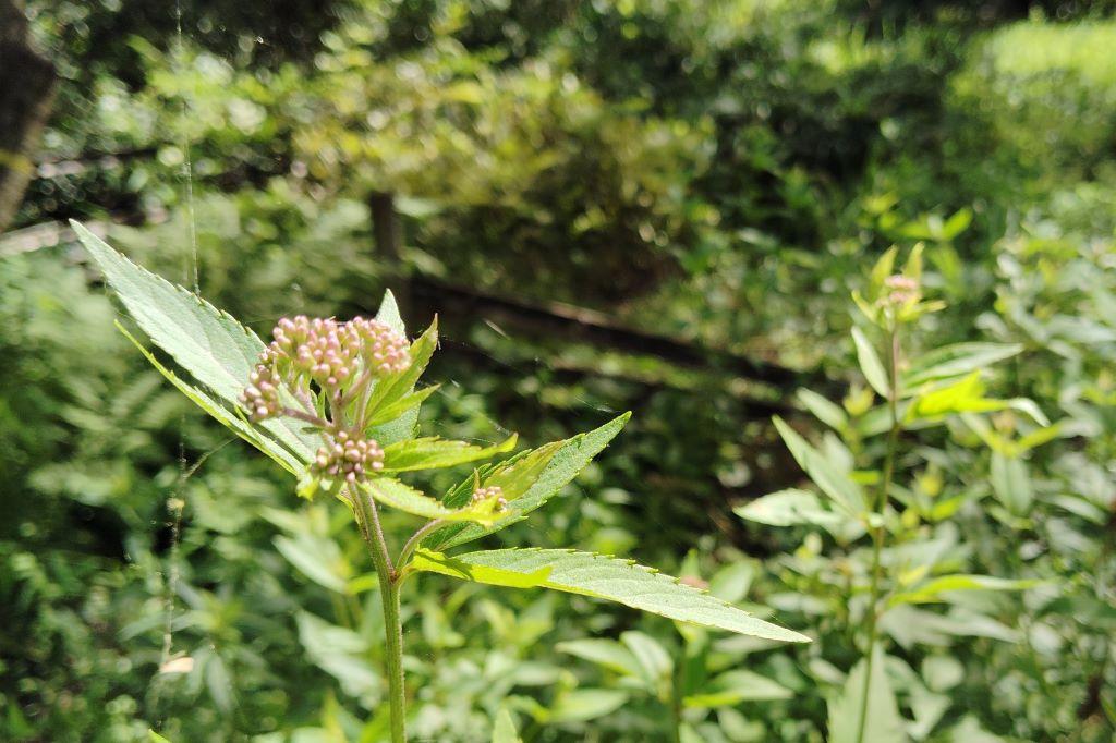 フジバカマ咲き始めました