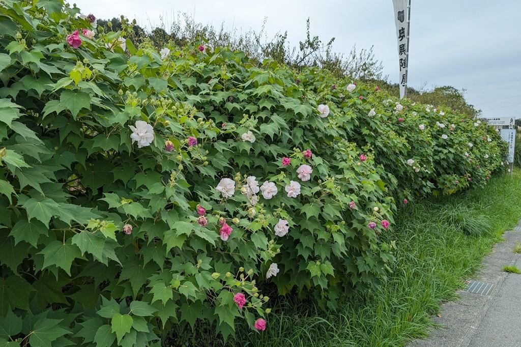 お昼の酔芙蓉です