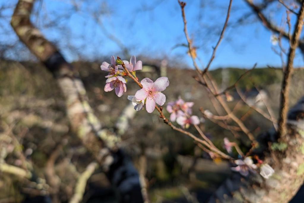 四季桜