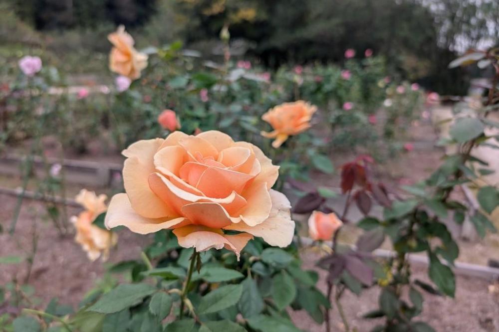 2024年のバラ開花情報｜新着情報｜奥殿陣屋｜岡崎おでかけナビ - 岡崎