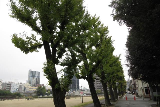 花時計南と多目的付近はまだ見頃まで時間がかかりそうです。