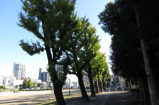 多目的広場のイチョウ並木の紅葉状況