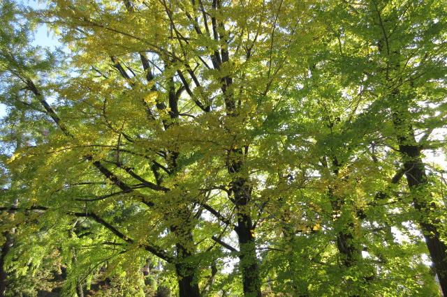岡崎城西のイチョウは色づいている物もあります。