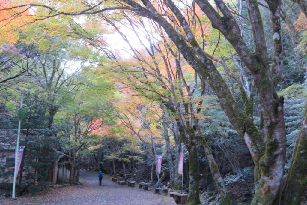 かえで並木