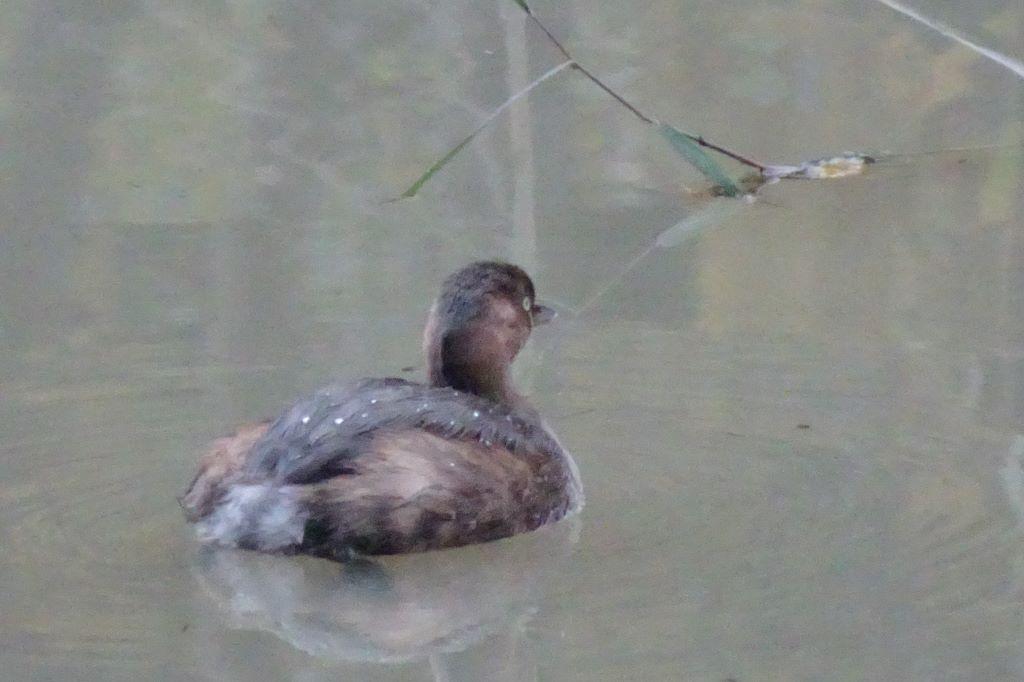 カイツブリ、子供が１羽だけ残されました（無事に冬越しできるように応援してね）