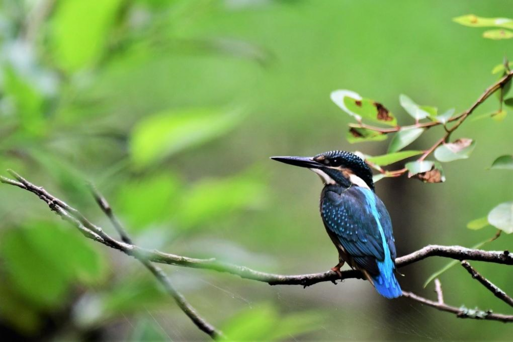 カワセミ（調整池、権現池を縦断してます）