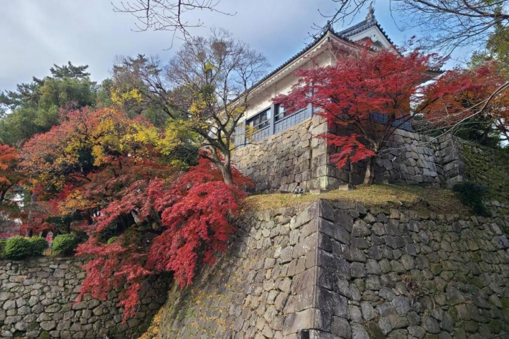 2024年度岡崎城公園の紅葉情報はこちら！｜新着情報｜岡崎城公園｜岡崎