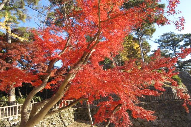 2024年度岡崎城公園の紅葉情報はこちら！｜新着情報｜岡崎城公園｜岡崎