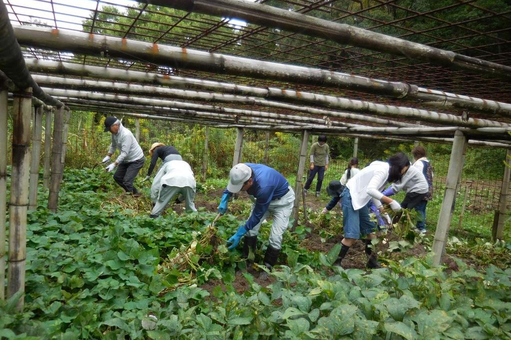 鎌を使ってつるを撤去