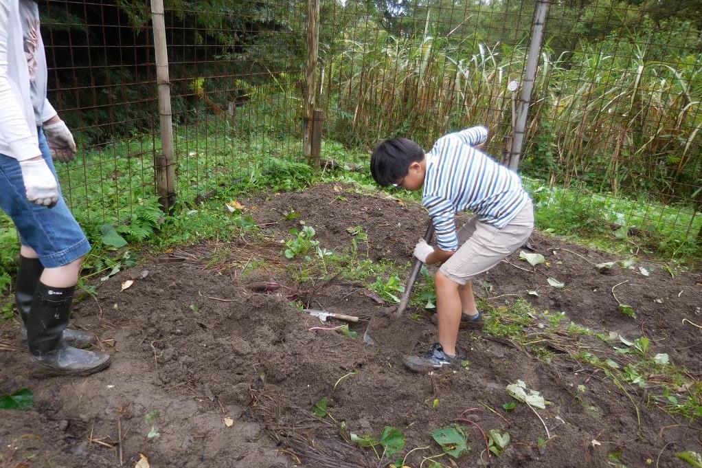 スコップで芋を掘る3年生