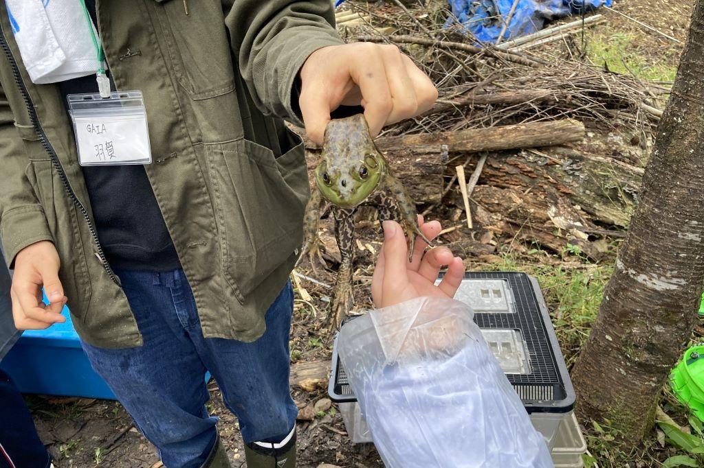 特定外来生物「ウシガエル」１匹捕獲しました！