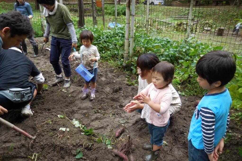 お父さんの芋掘りを応援する子供たち