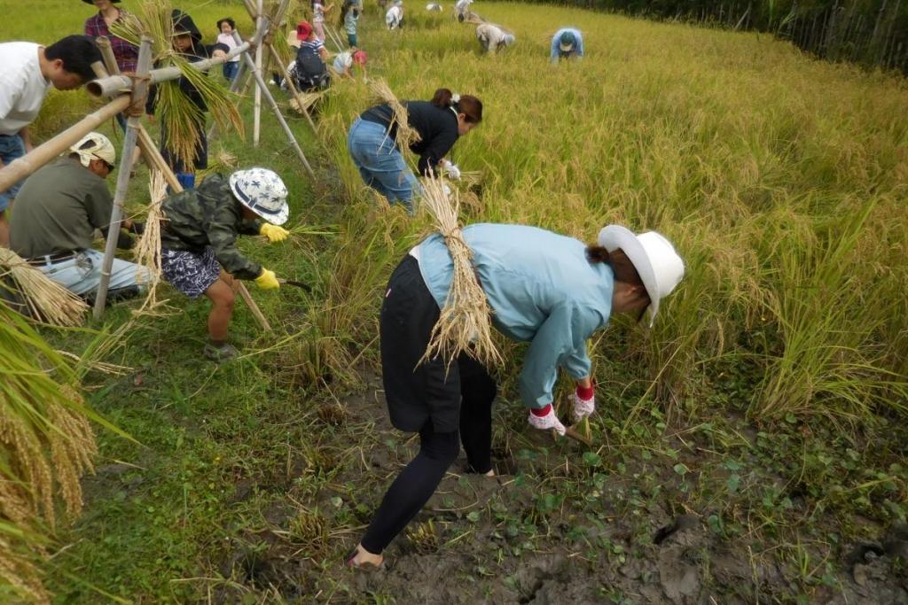 稲穂を刈り取る形をしていますね