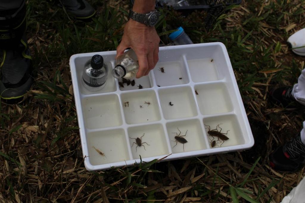 水生生物を種類分けして見せてくれます。