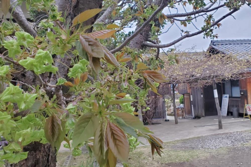 御衣黄桜