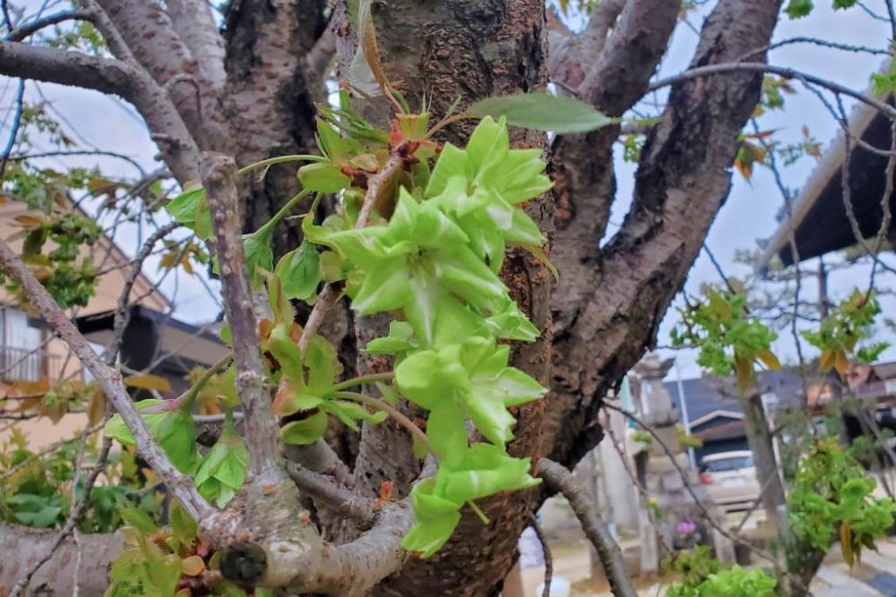 御衣黄桜