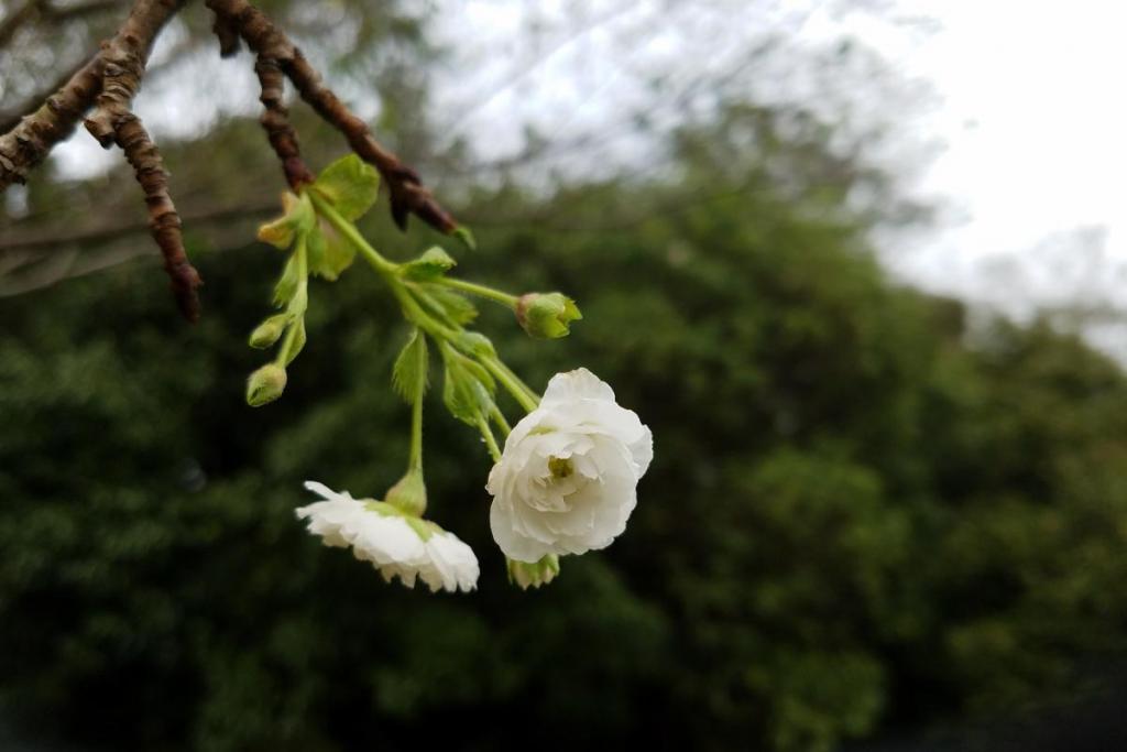 弓道場付近の冬桜