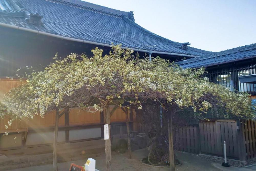 白藤