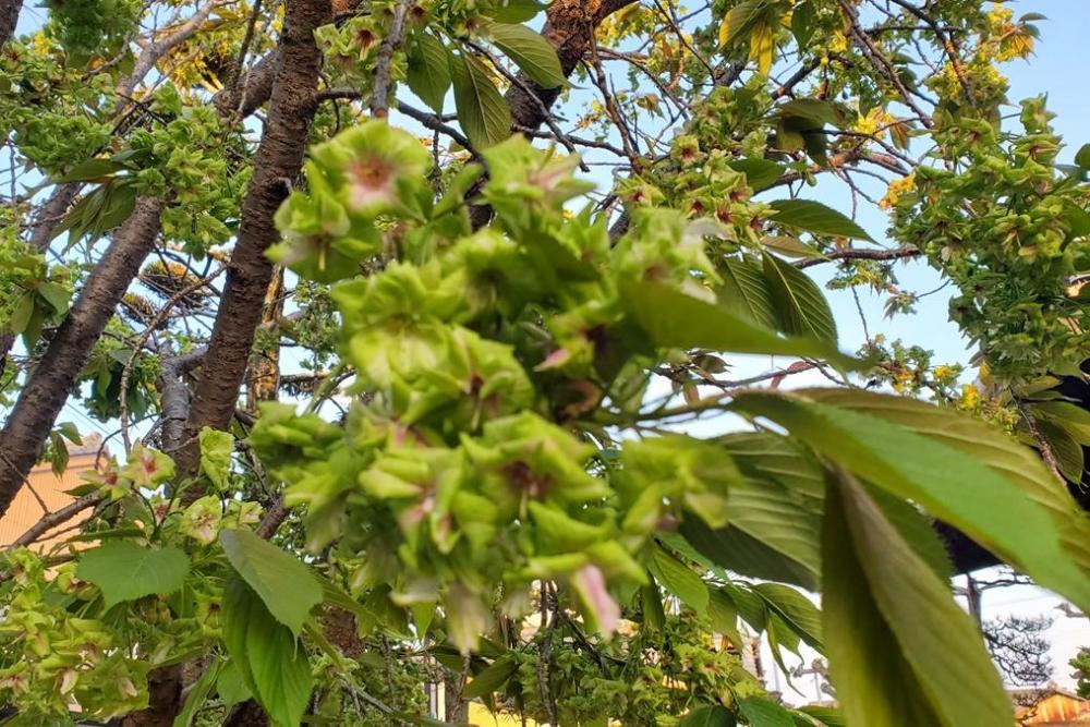 御衣黄桜