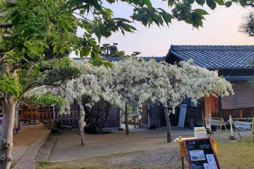 手前：御衣黄桜、奥：白藤、藤棚右側奥：広忠公御廟所入口