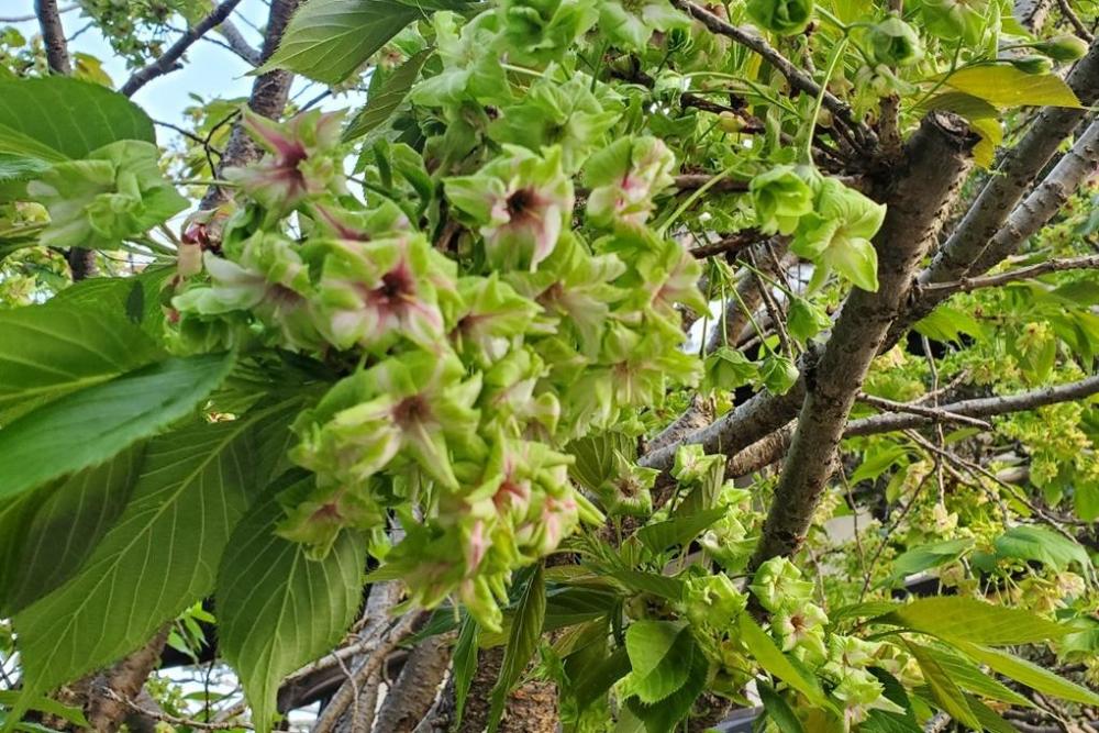御衣黄桜