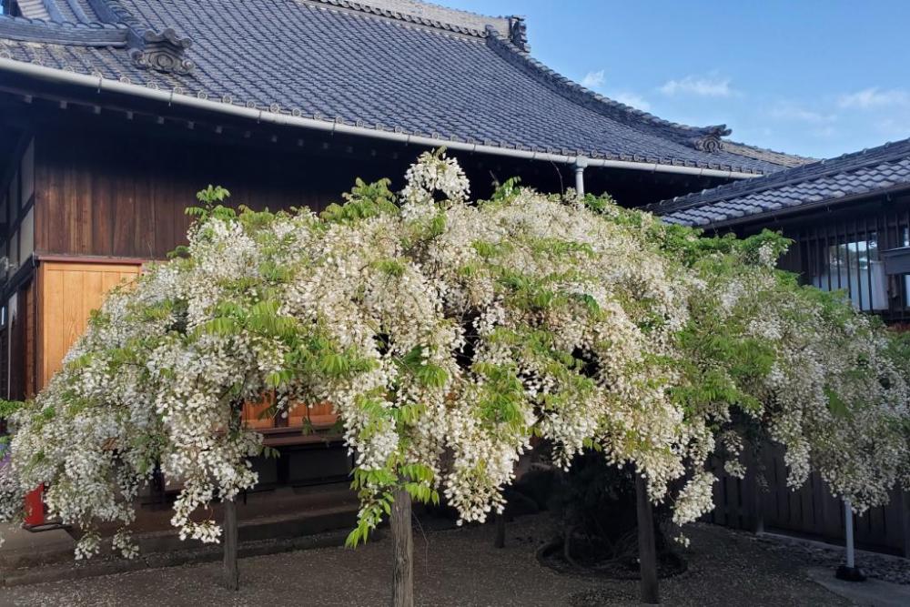 白藤