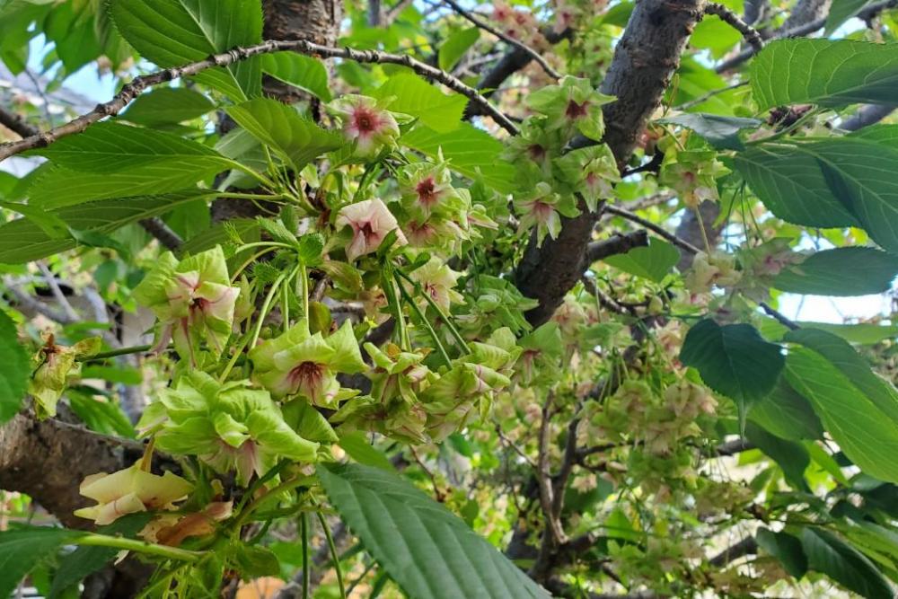 御衣黄桜