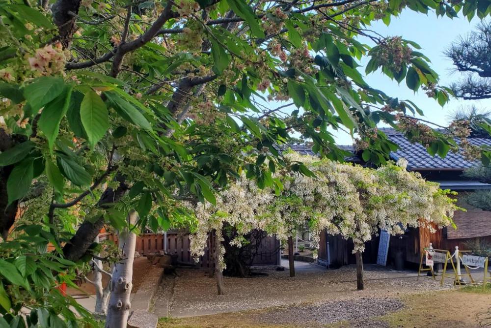 手前：御衣黄桜、奥：白藤、藤棚右側奥：広忠公御廟所入口