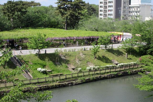 2025年の岡崎城公園五万石ふじの開花状況はこちら！｜新着情報｜岡崎城