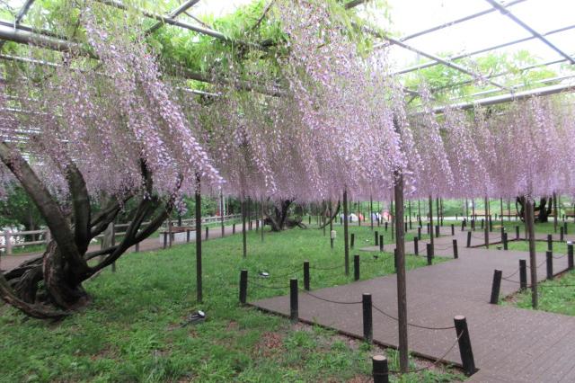 2025年の岡崎城公園五万石ふじの開花状況はこちら！｜新着情報｜岡崎城