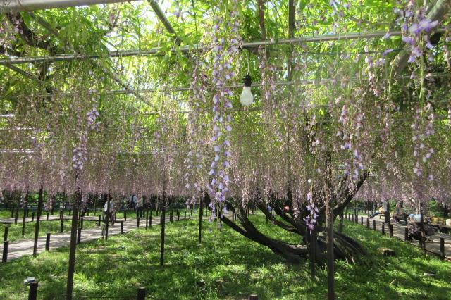 2025年の岡崎城公園五万石ふじの開花状況はこちら！｜新着情報｜岡崎城