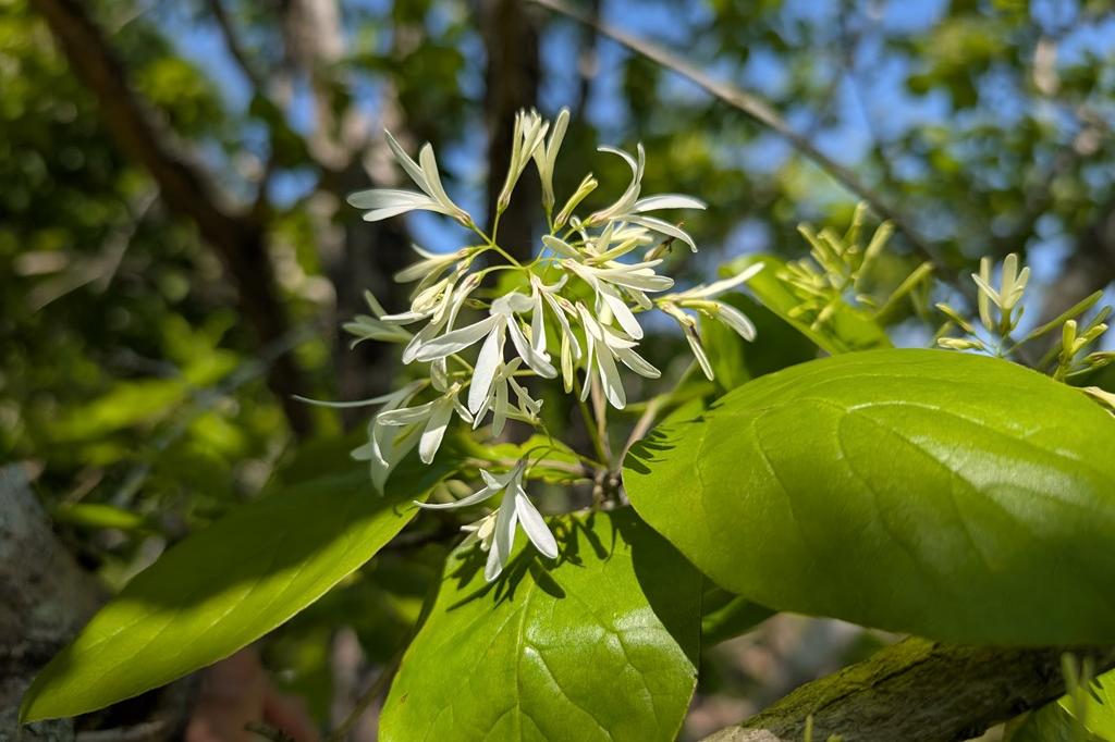 見頃は開花から10日間程です