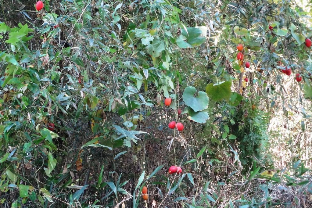 紅葉に先駆け？カラスウリやクロガネモチの実は真っ赤ですよ。