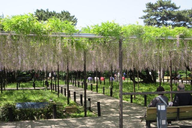 2025年の岡崎城公園五万石ふじの開花状況はこちら！｜新着情報｜岡崎城