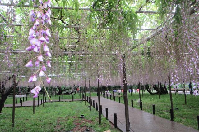 2025年の岡崎城公園五万石ふじの開花状況はこちら！｜新着情報｜岡崎城
