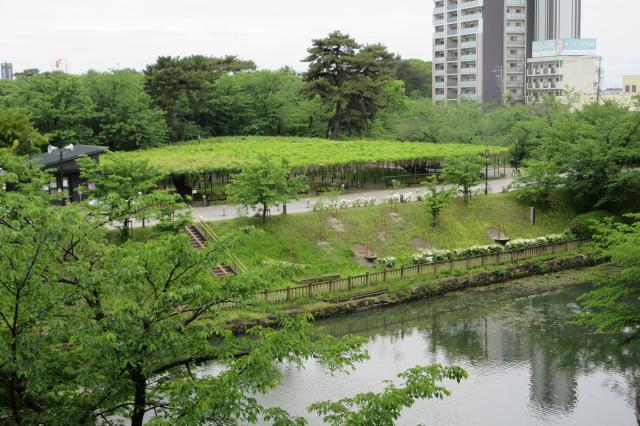 2025年の岡崎城公園五万石ふじの開花状況はこちら！｜新着情報｜岡崎城